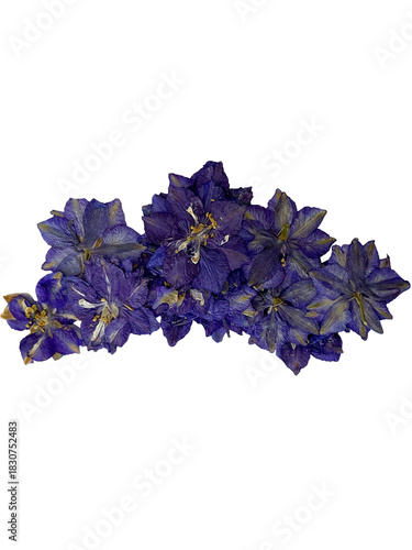 pressed blue small flower gathering png cutout 