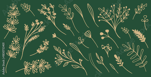 Set of drawn plants in vector.