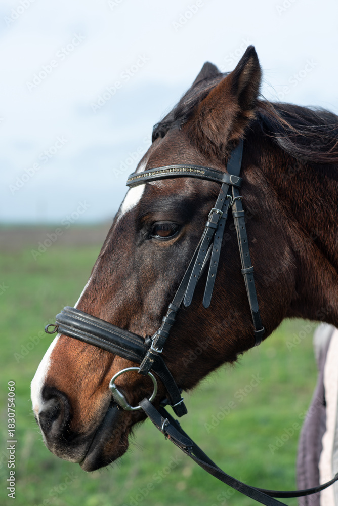 Naklejka premium Portrait of a brown horse's face, profile, in horse tack, on a walk.