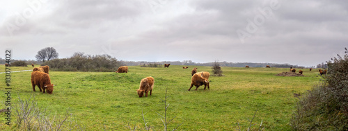 Highland cows from Scotland, widely introduced in the Netherlands to avoid vegetation overgrowth in natural areas