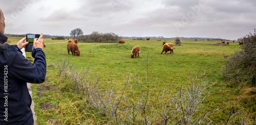 Person taking a picture of a herd of highland cows from Scotland, widely introduced in the Netherlands to avoid vegetation overgrowth in natural areas