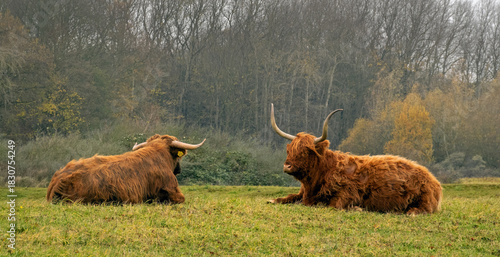 Highland cows from Scotland, widely introduced in the Netherlands to avoid vegetation overgrowth in natural areas