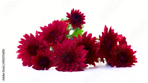 Beautiful floral composition with red chrysanthemums and green leaves
