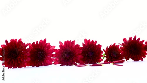 Beautiful floral composition with red chrysanthemums and green leaves