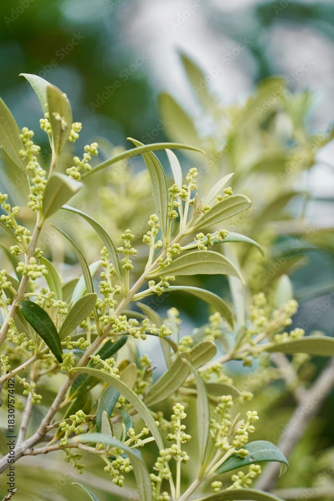Obraz premium Olive Twig with Small Buds – Close-Up of Pre-Flower Growth and Leaves 