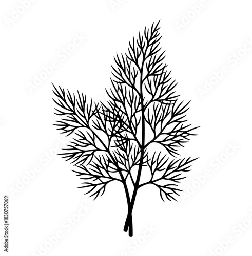 A black and white vector illustration of a sprig of dill against a white background