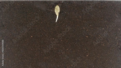A courgette (Cucurbita pepo, zucchini) seed was placed in a rhizobox filled with soil to observe root and leaf growth, and was grown there for 18 days