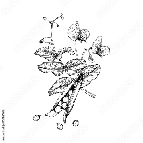 Composition of a green pea blossoms, leaves, curling tendrils, an open pod with round peas inside and loose peas beside it . Hand drawn vector illustration. Black and white sketch in line art style.