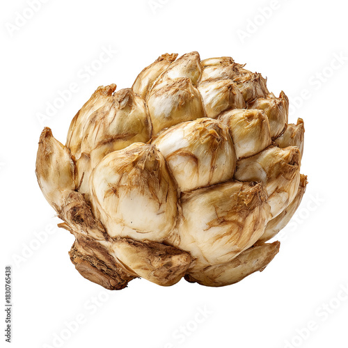 Close-up of a rounded, light beige bulbous plant