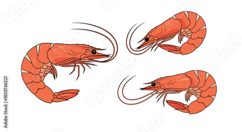 Three cooked orange-red shrimps, illustrated with long antennae on a clear white background.
