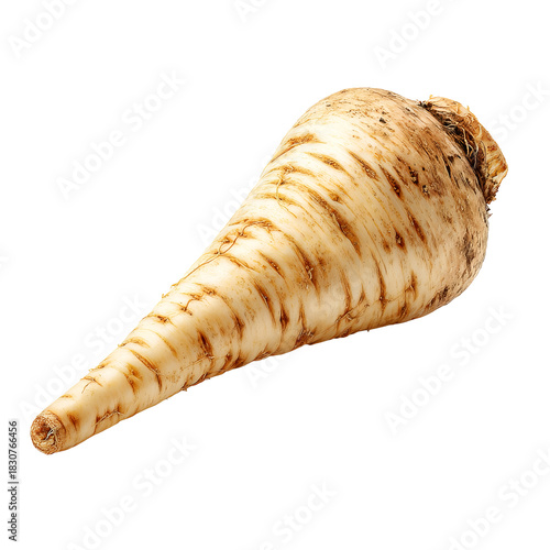 Single, light-tan root vegetable, pointed tip