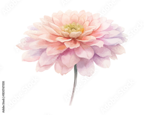 Chrysanthemum Watercolor Flower vector illustration isolated on white background