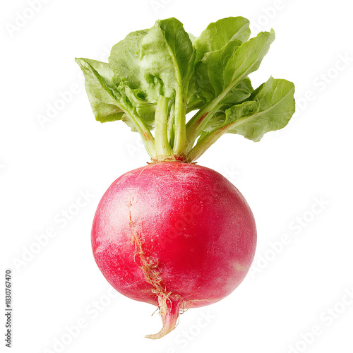 Single red radish with green leaves