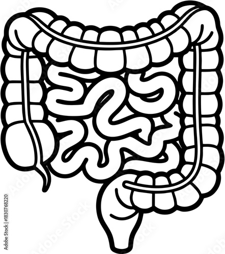Human Intestine Illustration Digestive System Anatomy Outline