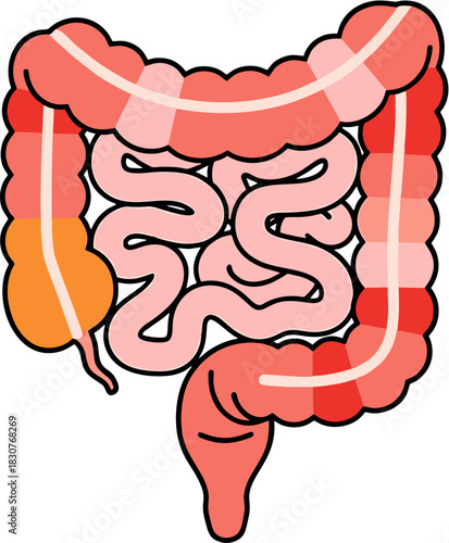 Stylized flat vector illustration of the human intestines, representing the large and small bowel for anatomy and digestive system health concepts