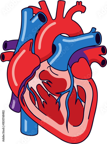 Human Heart Anatomy Detailed Illustration of Cardiovascular System