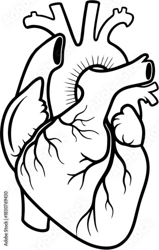 Anatomical illustration of the human heart showing its intricate structure and vascular network for medical and educational purposes