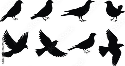 Bird silhouette illustration, flying and standing poses, black vector set, avian motion design, nature animal icon pack,