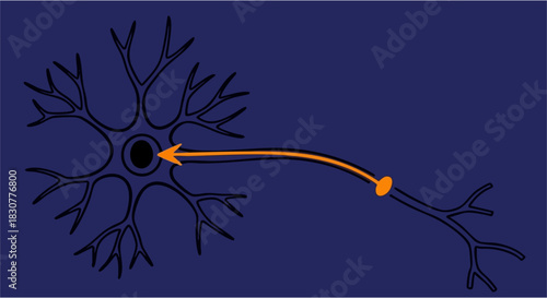 Neuron sending signal across synapse in a simplified diagram of neural network