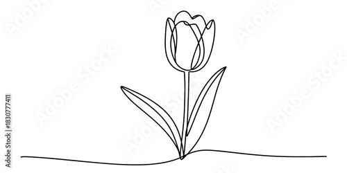 Minimalist continuous line art drawing of a single elegant tulip flower illustration with stem and leaves, isolated on white background Vector, illustration