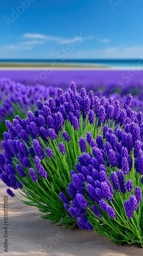 Close-up of vibrant purple lavender flowers growing in a field with the sea and sky in the background, bathed in sunlight.