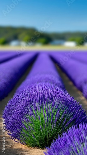 Close-up of a vibrant lavender field in full bloom under a clear blue sky on a sunny day. The rows of purple flowers stretch into the distance.