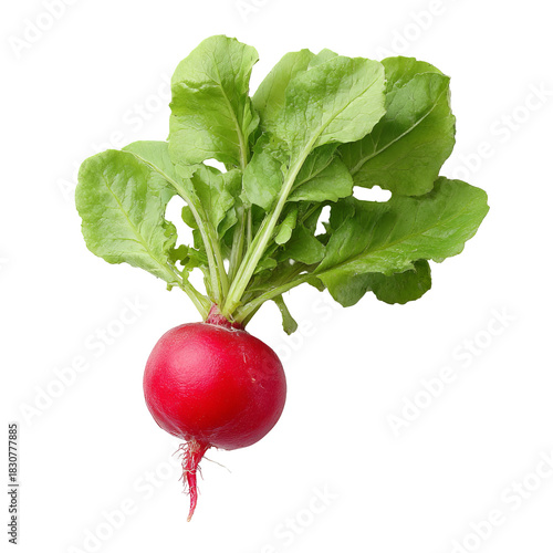 Red radish with vibrant green leaves (4)