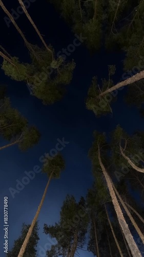 Stars, Moon, and Swaying Pines in a Timelapse from Evening to Night. Day transitions into night. Time-lapse Nature Vetrical Video