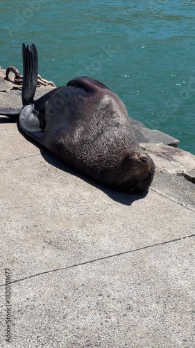 Vertical shot of a cape fur seal basking in the sun on a summer day on a harbor wall with the sea in the background