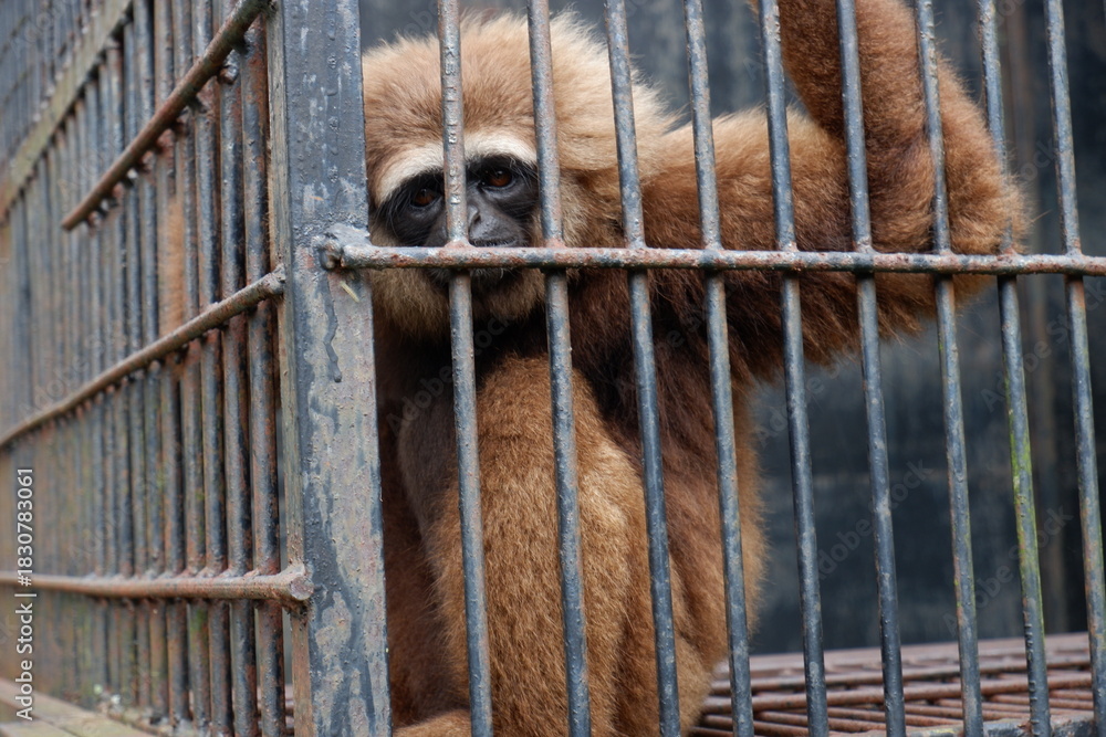 Εκτύπωση καμβά Close-up Portrait of Sad Gibbon Monkey in a Metal Cage