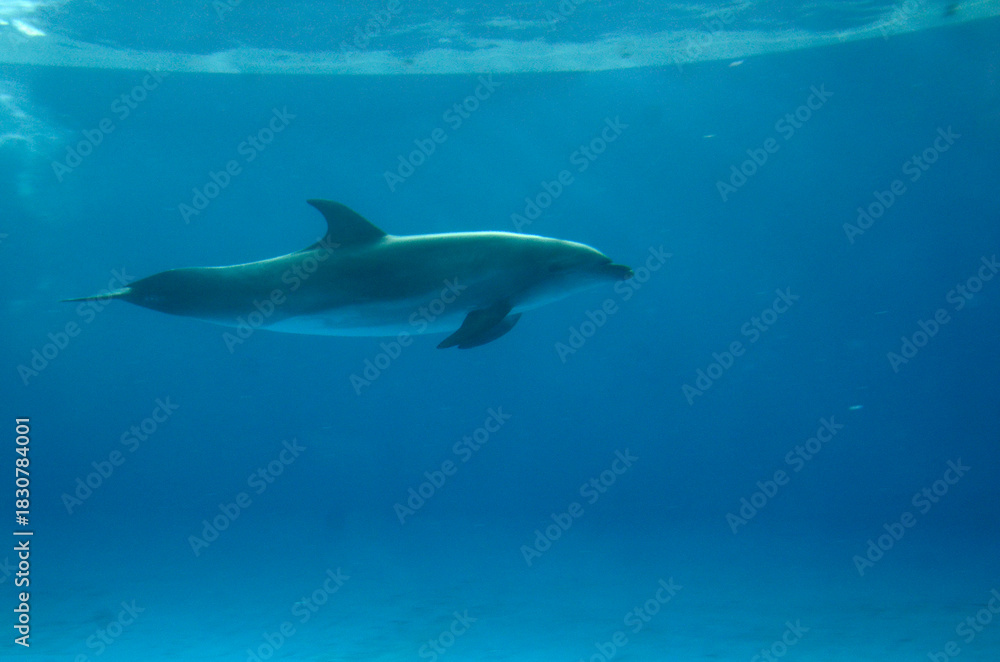 Fototapeta premium イルカ