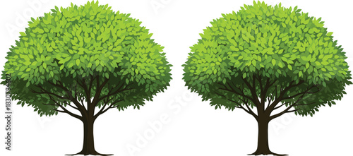 Two green deciduous trees with lush foliage, nature plant vector illustration isolated on white background for summer landscape design