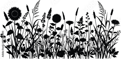 Wildflowers and grass silhouette, black and white meadow plants vector illustration, sunflowers and cattails field border for summer nature background design