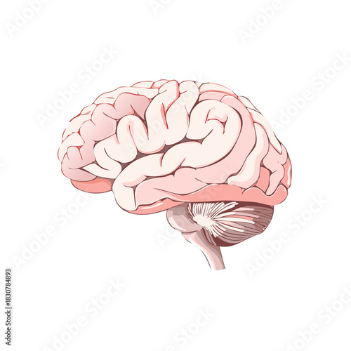 Anatomical illustration of human brain, showing cerebrum, cerebellum and brainstem in a stylized cartoon drawing, medical concept