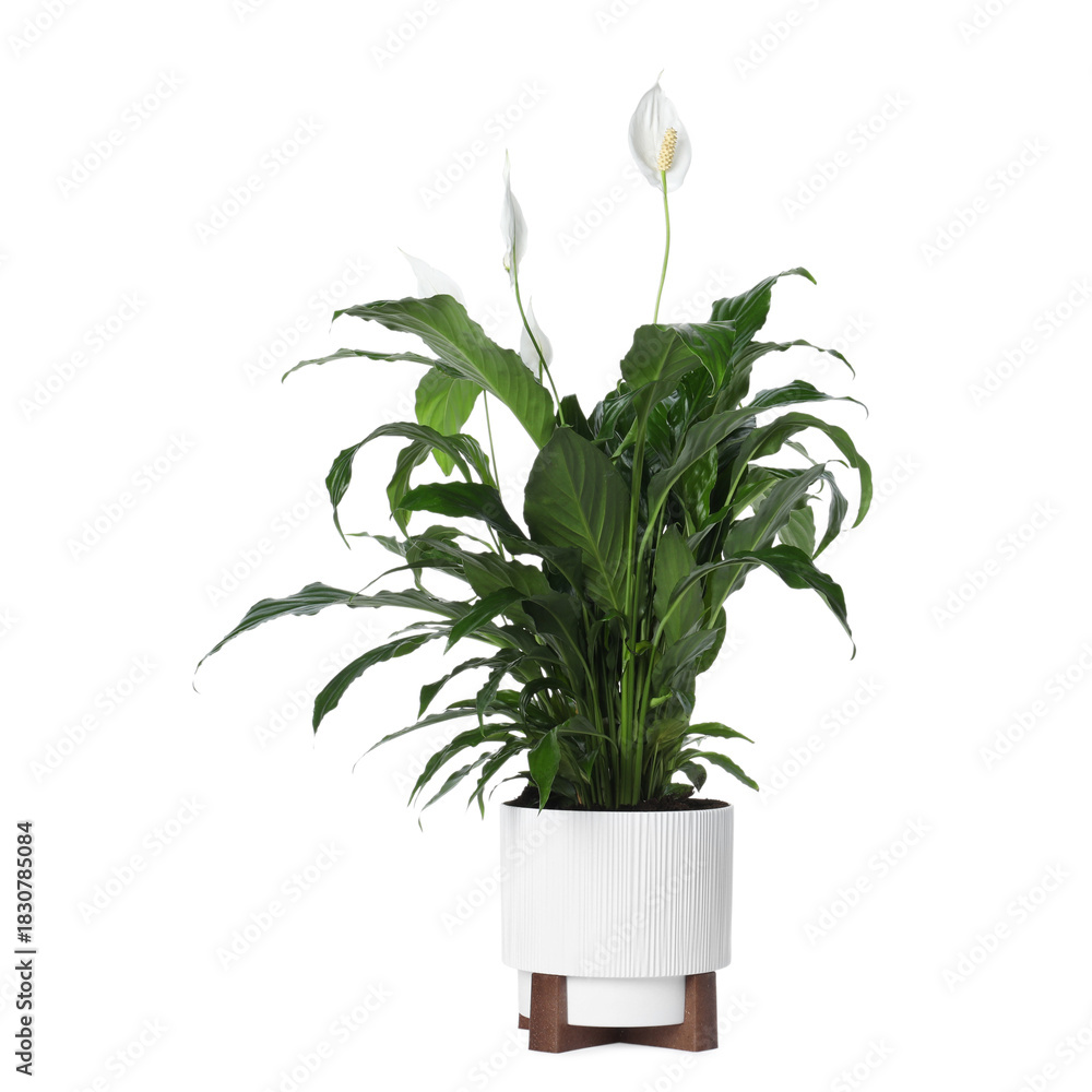 Fototapeta premium Beautiful spathiphyllum (peace lily) houseplant with flowers isolated on white