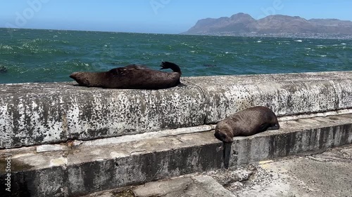 Two sea lions resting peacefully together on a harbor wall with sea in the background on a summer day