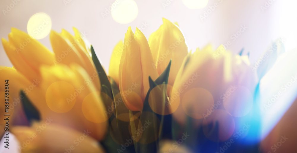Naklejka premium Abstract flower background with bokeh, tulip flowers close-up in a vase. Mothers Day.