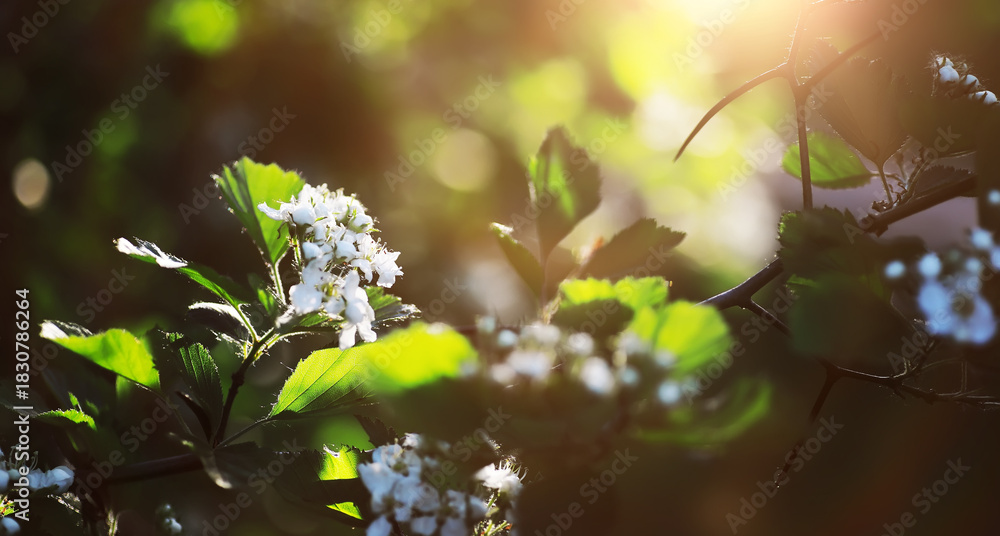 Fototapeta premium The first flowers against the background of green spring. Spring bloom.