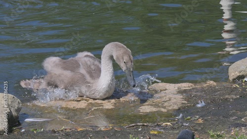 Immature Mute Swan (Cygnus olor) climbing out of a lake onto dry land, with some difficulty. August, Kent, UK. Half speed