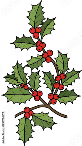Vibrant illustration of two intertwined holly branches with glossy green leaves and bright red berries, symbolizing winter holidays.