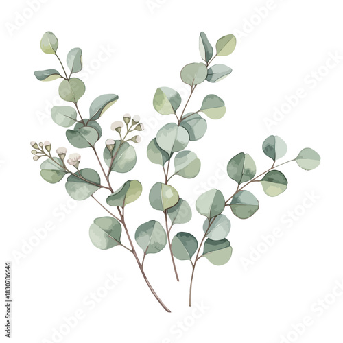 A watercolor illustration of delicate eucalyptus branches with small buds and round leaves.