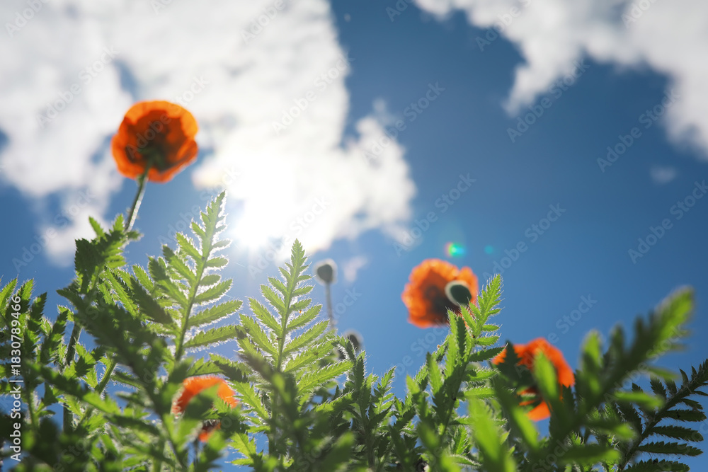 Naklejka premium blooming poppies in the field