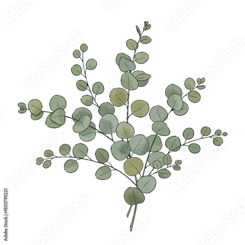 Watercolor illustration of a eucalyptus bouquet with round leaves and thin stems on a white background.