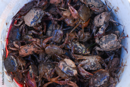 A close-up of a bucket full of small, muddy crabs.