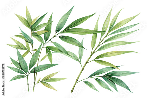 Bamboo Leaves Watercolor vector illustration isolated on white background