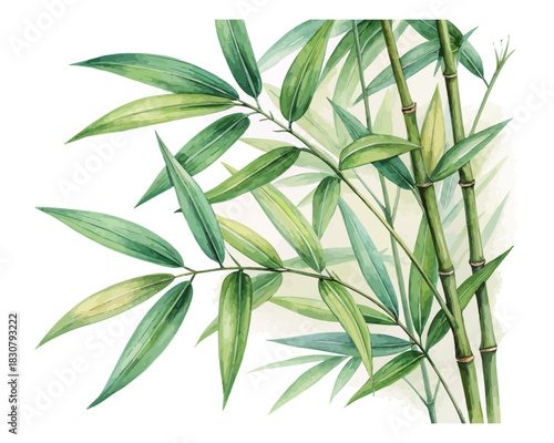 Bamboo Leaves Watercolor  isolated on white background