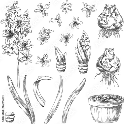 Hyacinth collection engraved sketch vector set, flower, leaves, bulb, pot with soil hand drawn spring blossom plant