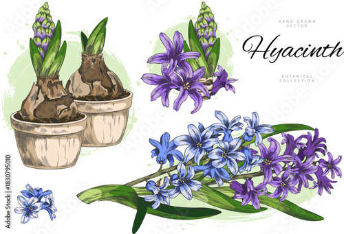 Hyacinth flower with leaves grows from bulb in pot vector sketch collection, hand drawn blue purple spring blossom plant