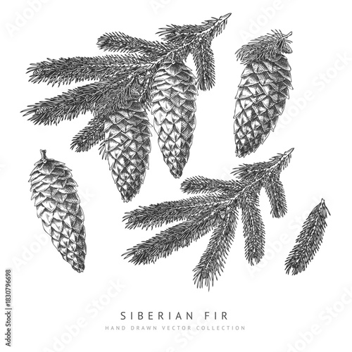 Siberian fir cone and branches engraved hand drawn vector collection, conifer tree botanical sketch, Xmas decoration