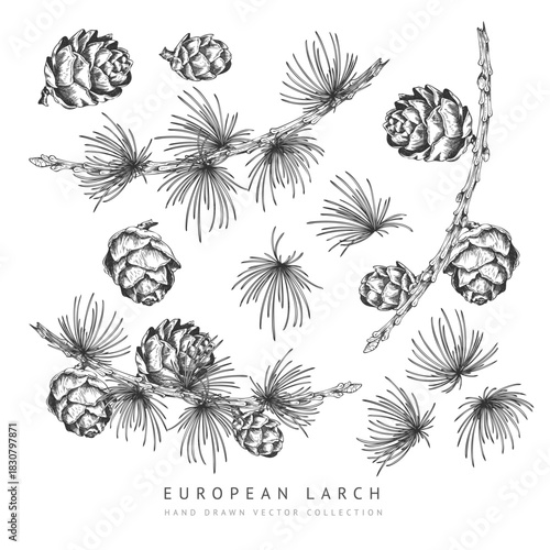 Black and white set of pine cones, vector, European larch needles, hand-drawn.